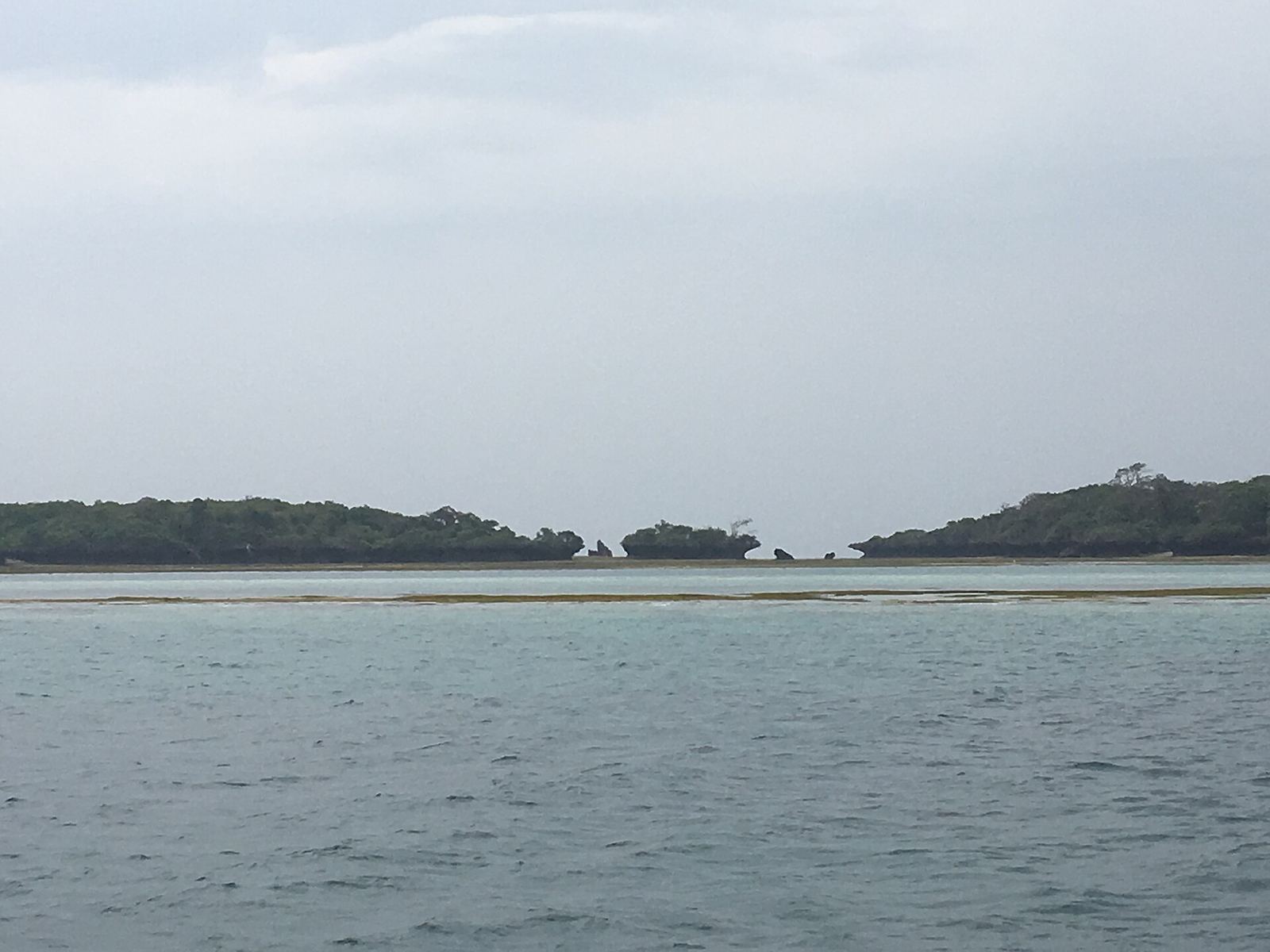 Private Wasini Dolphin & Snorkeling Experience